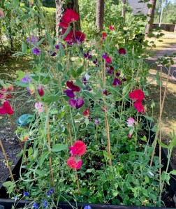 Lavakaulus istutus, tuoksuherne.